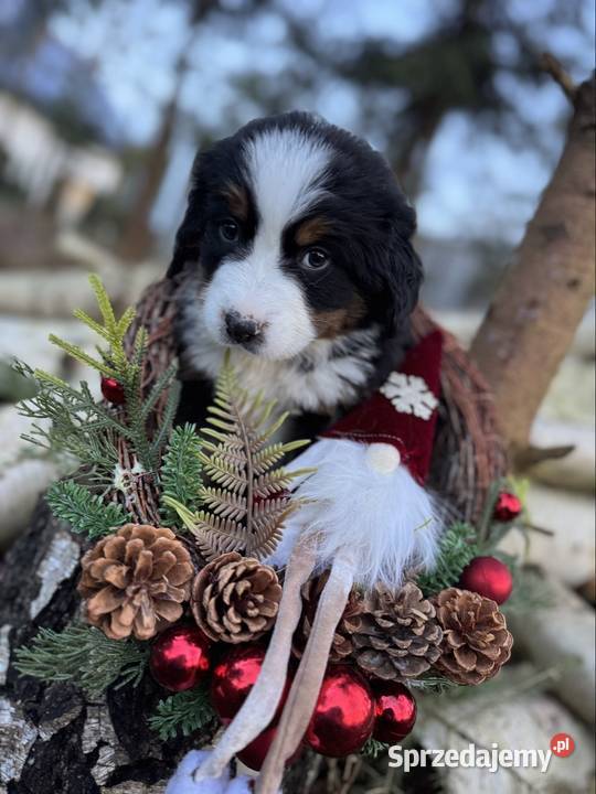 Piękna sunia Berneński Pies Pasterski z