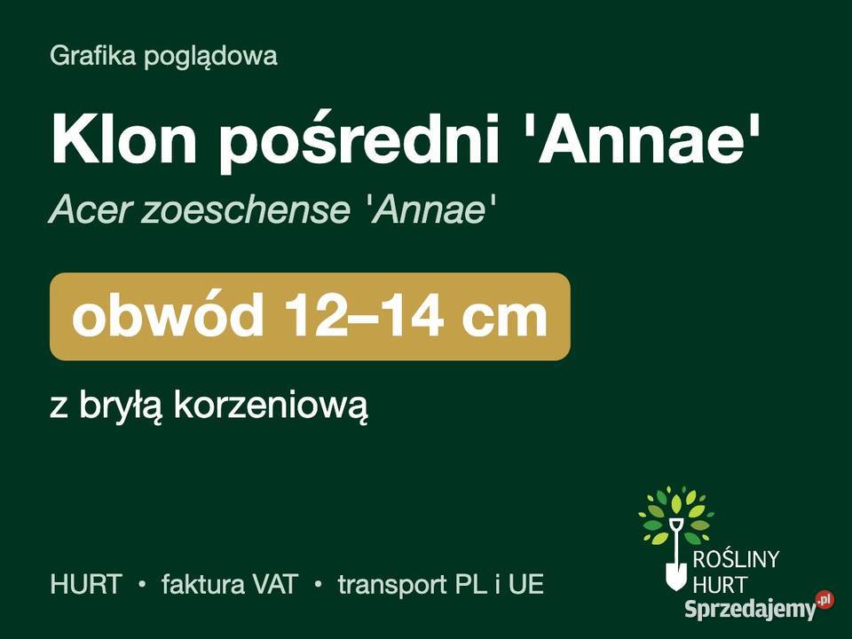 Klon pośredni Annae Acer zoeschense obwód 1214 z wielkopolskie
