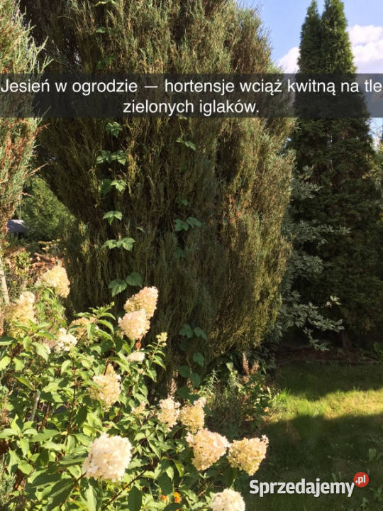 Działka rekreacyjna z domkiem w ROD Kaczeniec mazowieckie Ząbki