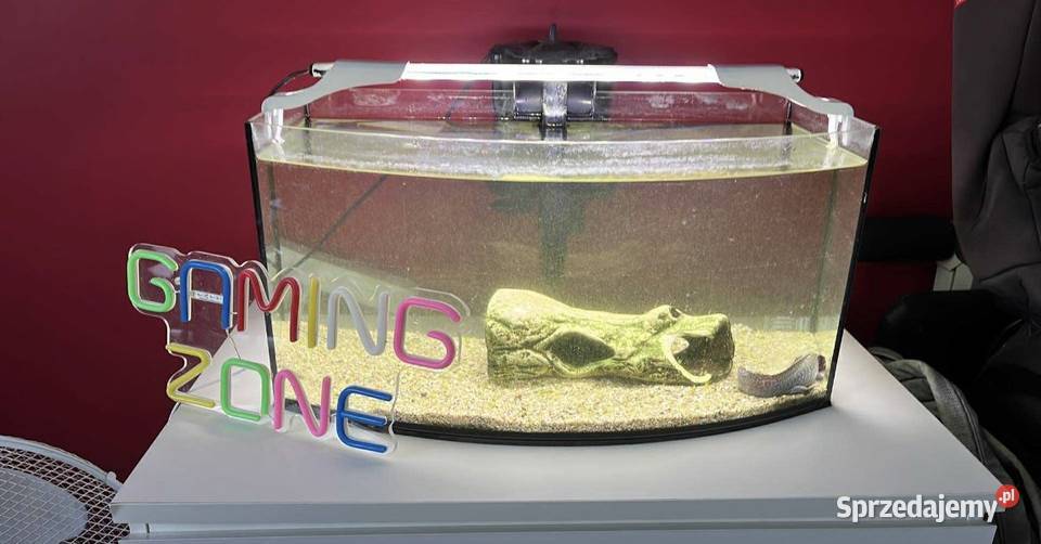 Zestaw Akwarium z Aksolotlem Z komodą Ledami Gady i płazy Bojanowo