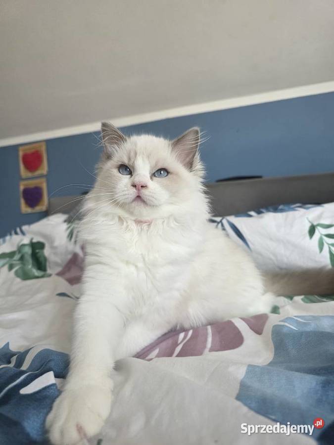 słodki kocurek kotek Latte FPL FiFE juz gotowy Uścikowo