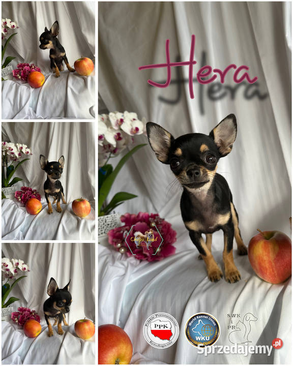 Chihuahua suczki z rodowodem black tricolor tan sprzedam