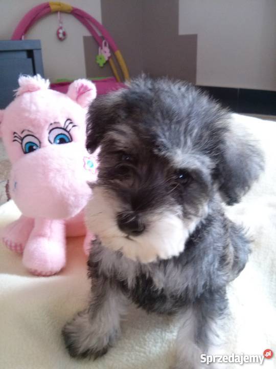 Sznaucer miniatura Latosówka