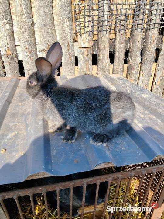 Sprzedam króliki zwykłe mięsne Gołdap sprzedam