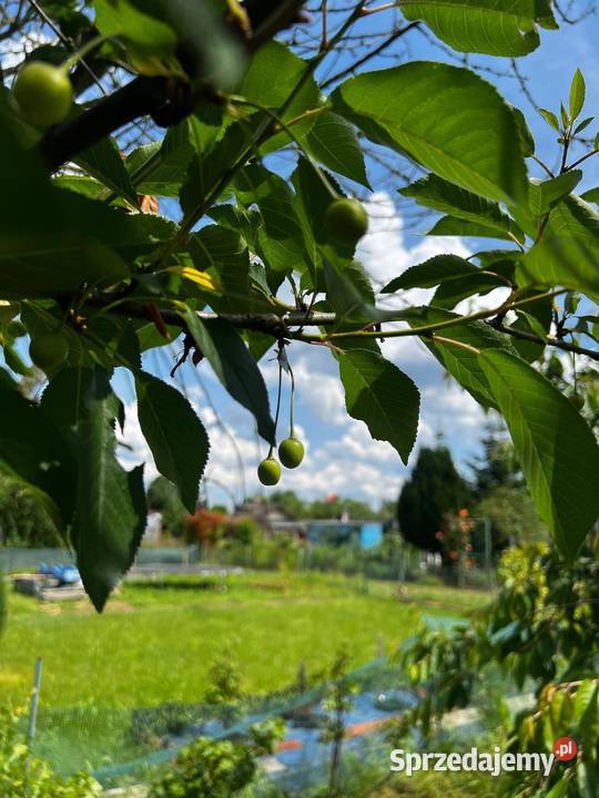 Działka ROD Gorzów Wlkp Śląska ROD Jedwab lubuskie