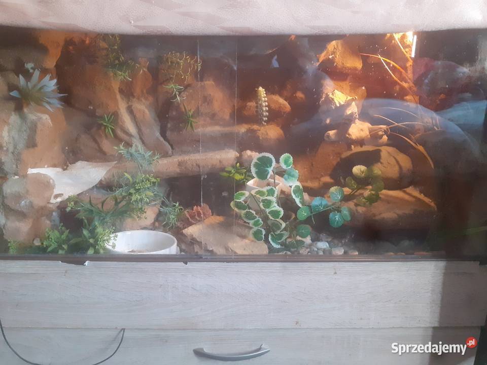 Gekon Lamparci Wałbrzych sprzedam