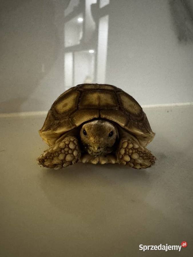 Sulcata żółw pustynny 2025r Kraków sprzedam