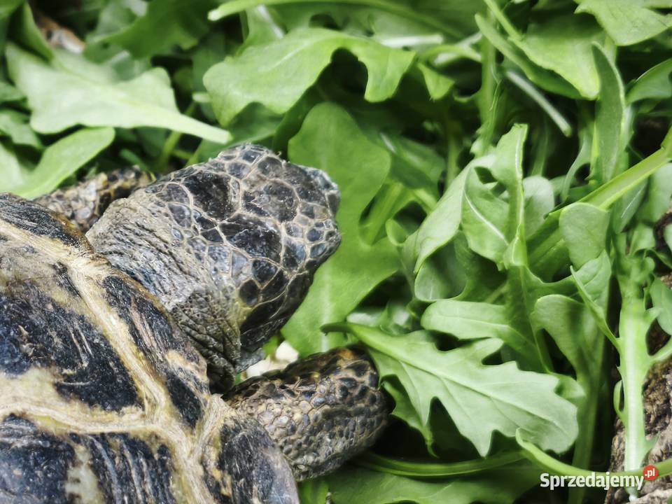 Żółw stepowy Testudo horsfieldii zdrowy z