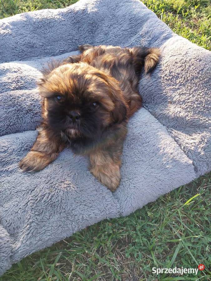 Shih tzu łódzkie