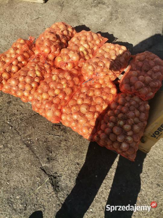 SPRZEDAM WARZYWA WSZYSTKIE WARZYWA POSIADAM Proszowice sprzedam