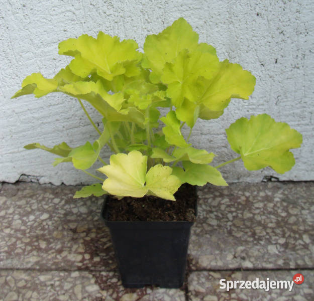 ŻURAWKA Citronelle Heuchera sadzonki w don Ustronie