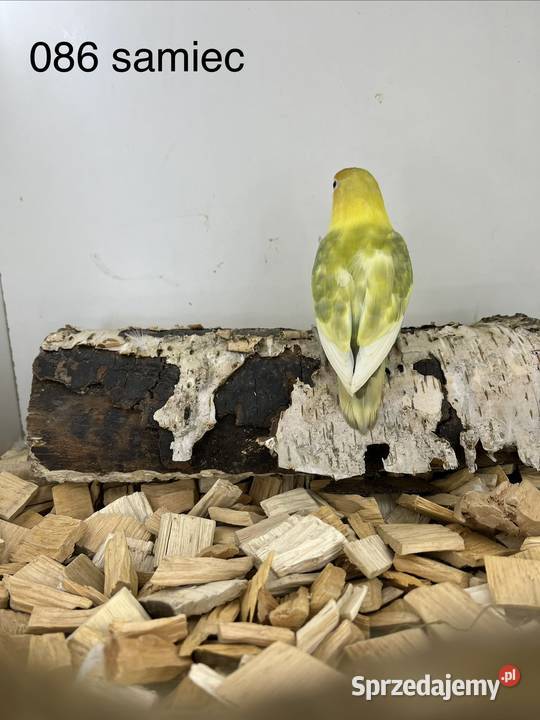 Nierozłączki turkuseuving sprzedam