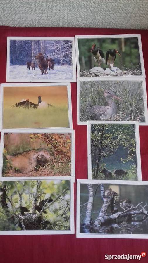 Pocztówki różnego rodzaju Iława sprzedam