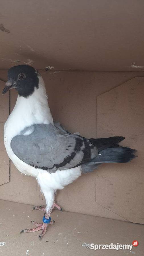 Para kuraków modeńskich