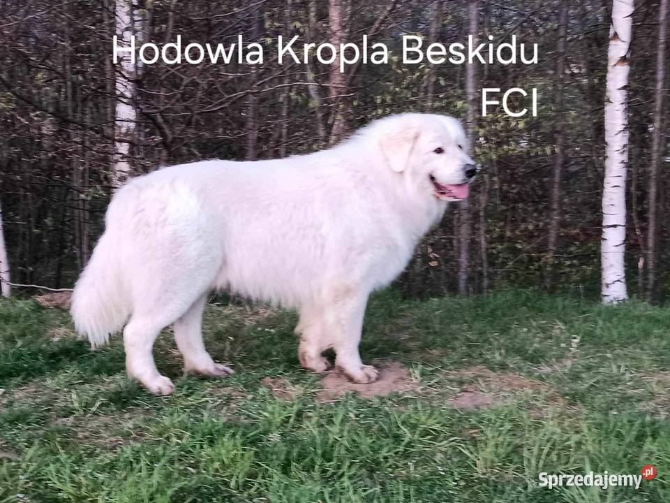 Szczeniaki Polski Owczarek Podhalański Rzeszów