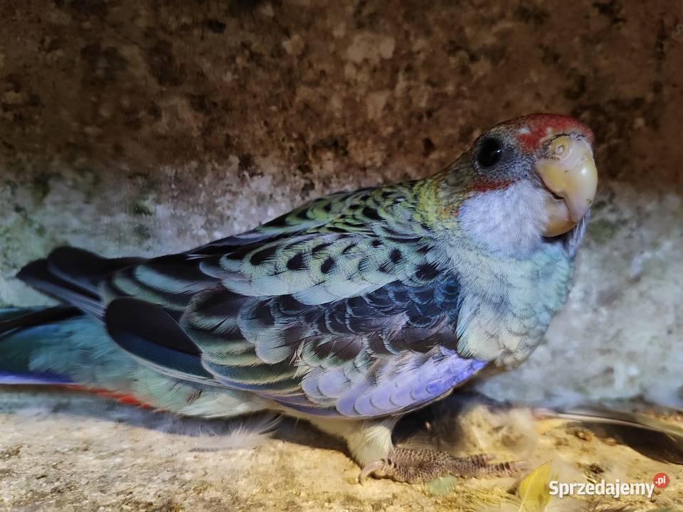 Papugi rozella bladoglowa Ptaki