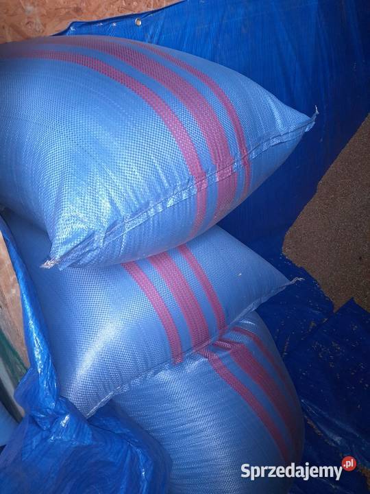 Pszenica patras zbiór 2025 Pcim sprzedam