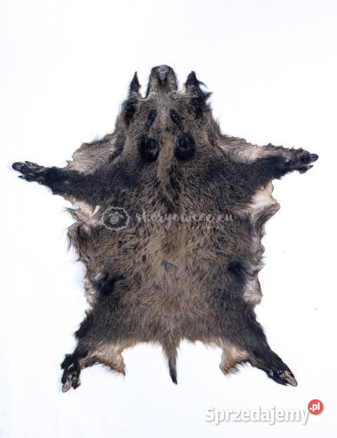 Dzik dekoracyjny skóra z dzika na podłogę skóra małopolskie Szaflary