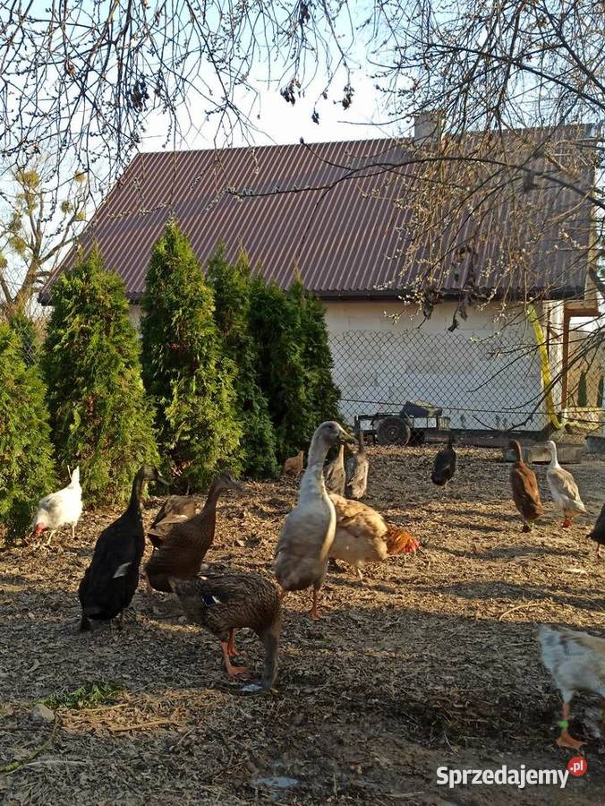 Jaja lęgowe biegusa biegus indyjski