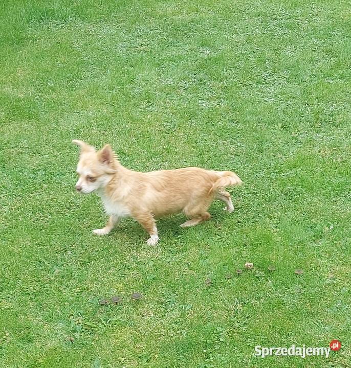 Chihuahua długowłosa szczeniaki Tarnów