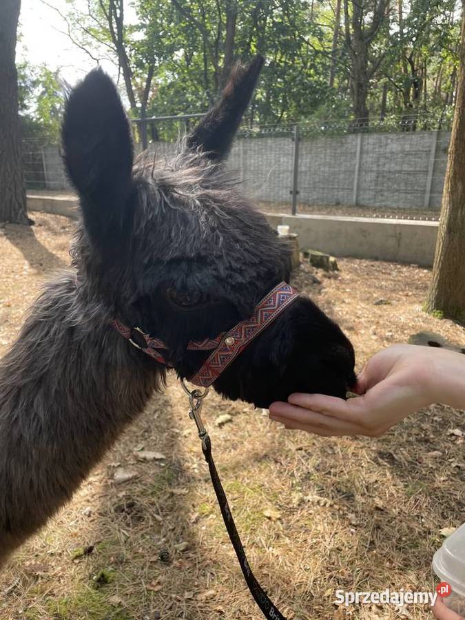 Alpaka Suri samica Warszawa