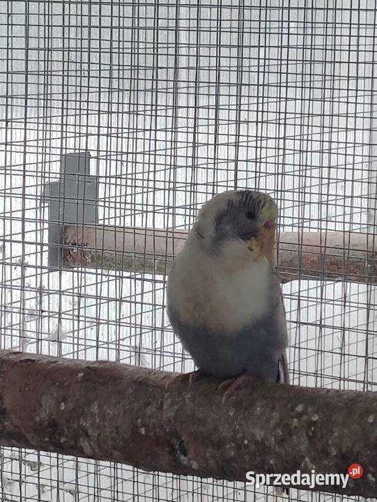 Papugi faliste Niepołomice