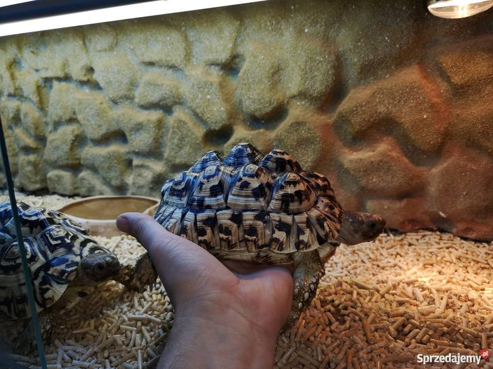 Żółwie Lamparcie 2 Terrarium Milejów