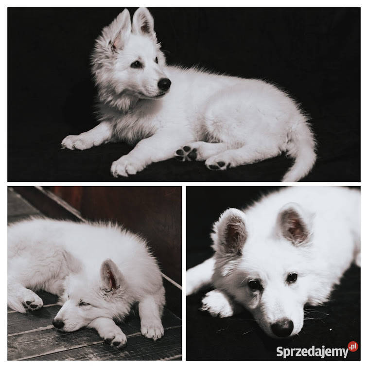 Biały Owczarek Szwajcarski dolnośląskie Kłodzko sprzedam