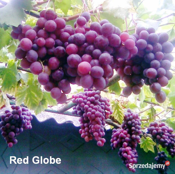 Elitarne winorośle z Ukrainy Warszawa