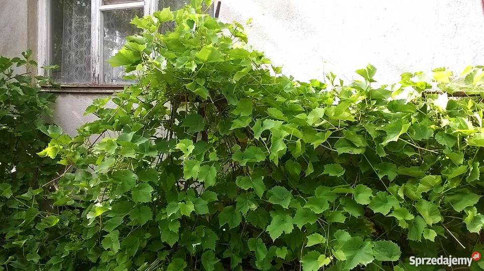 Sprzedam działkę ROD na Smochowicach w Poznaniu Grunty i działki Grunty i działki
