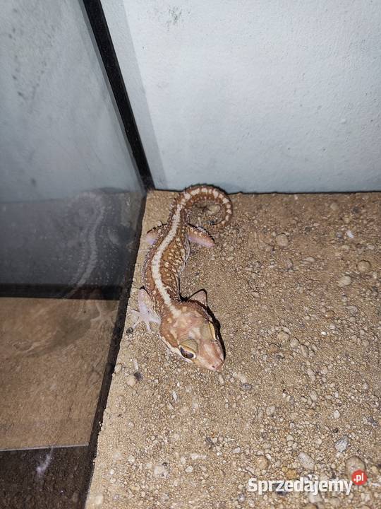 Gekon madagaskarski P picta xanthic samiec Poznań