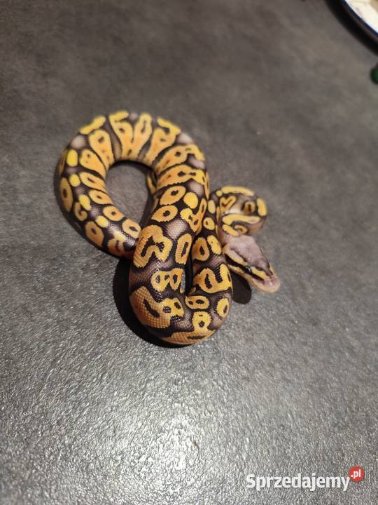 Samczyk Super Pastel poss Yb het Hypo mazowieckie Pruszków