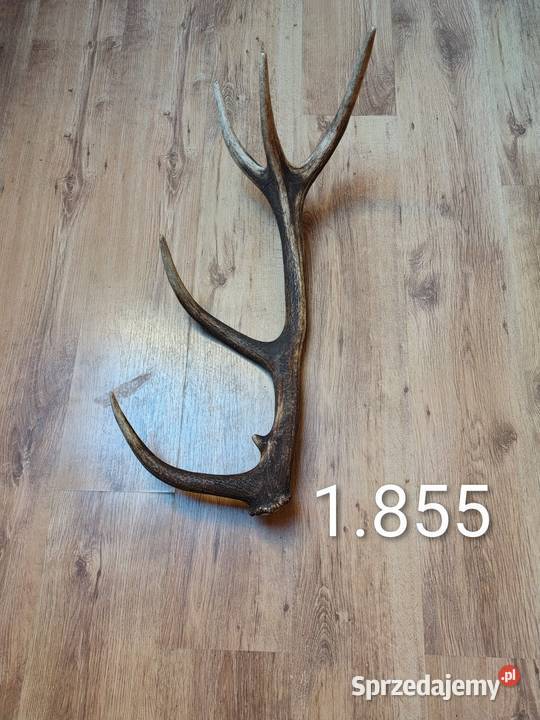 Sprzedam pojedyncze zrzuty jelenia warmińsko-mazurskie Domarady sprzedam