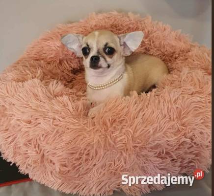 Chihuahua śliczna beżowa suczka z rodowodem Częstochowa