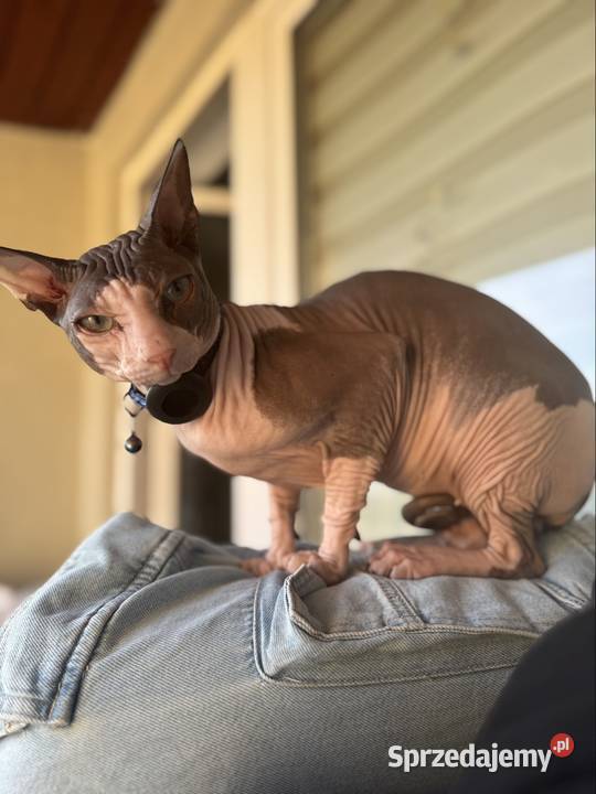 kocur sfinks reproduktor masywny Skuszew