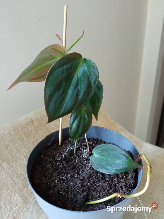 Filodendron szczawik monstera i inne Białystok