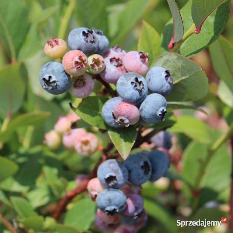 przedsprzedaz borówka Opole