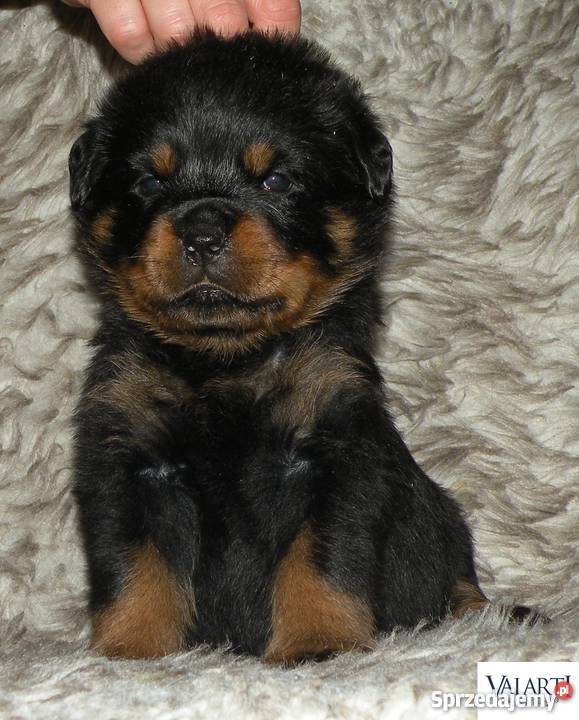 Szczenięta rasy Rottweiler rodowód ZKwP