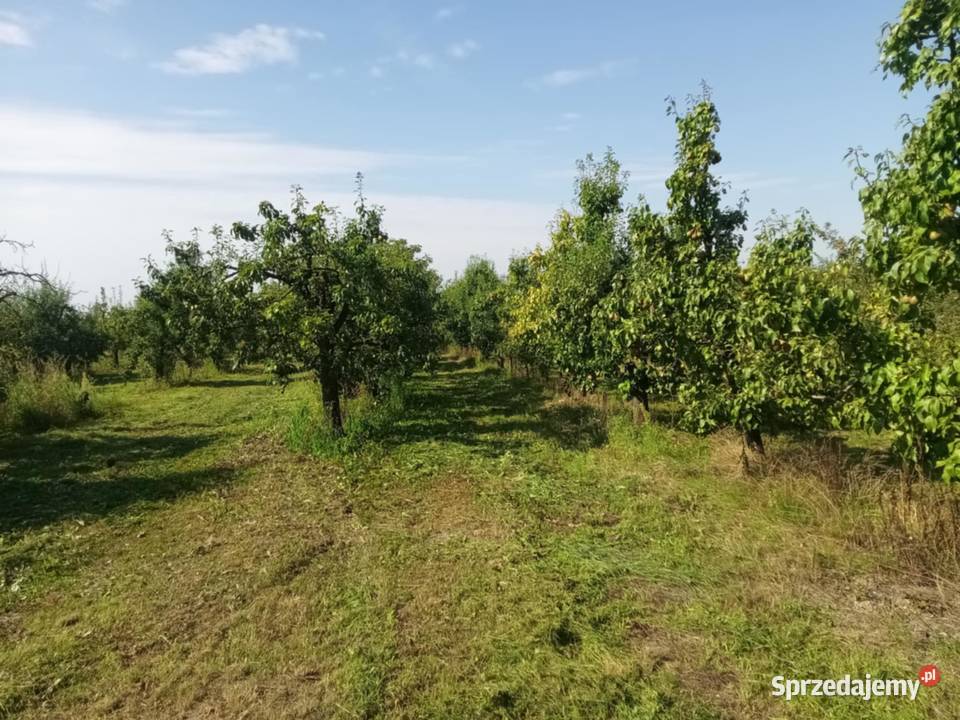 Działka sad Annopol