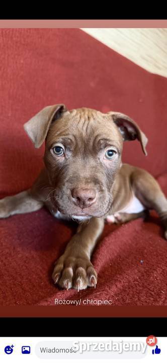 Pitbull Włocławek