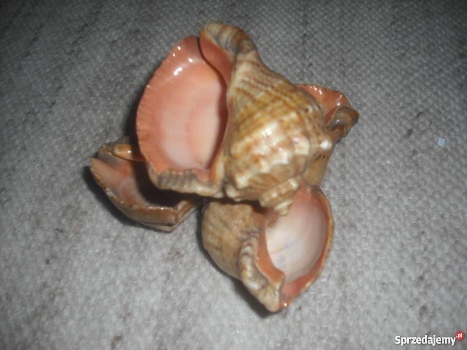 MUSZLE z morza Śródziemnego Warszawa