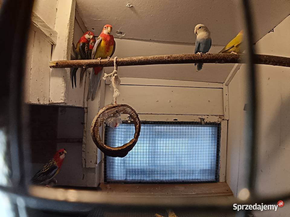 Sprzedam papugi Rozella białolica Mnichy mazowieckie Raszyn