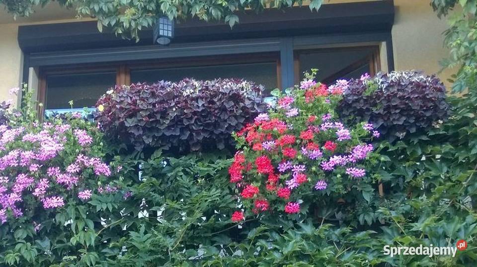 Szczawik trójkątny purpurowy koniczynka bulwy śląskie Pszczyna