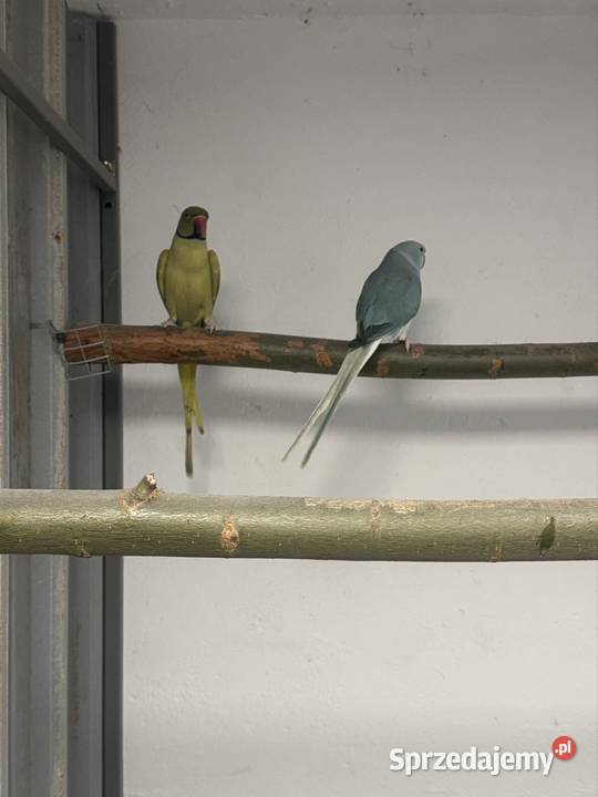 Papugi Aleksandretty obrożne opalin go para Zwierzęta