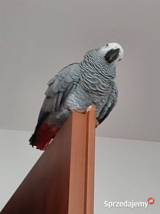 Sprzedam Żako kongijskie 3200 klatka LIMANOWA