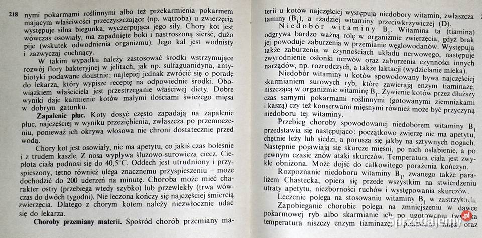 Koty nasze hobby A Konarska Szubska