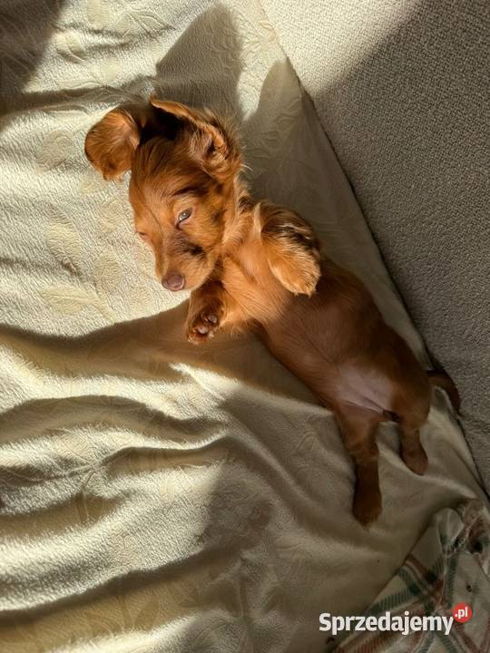 Jamnik długowłosy miniaturowy gold gen kremowy Żychlin