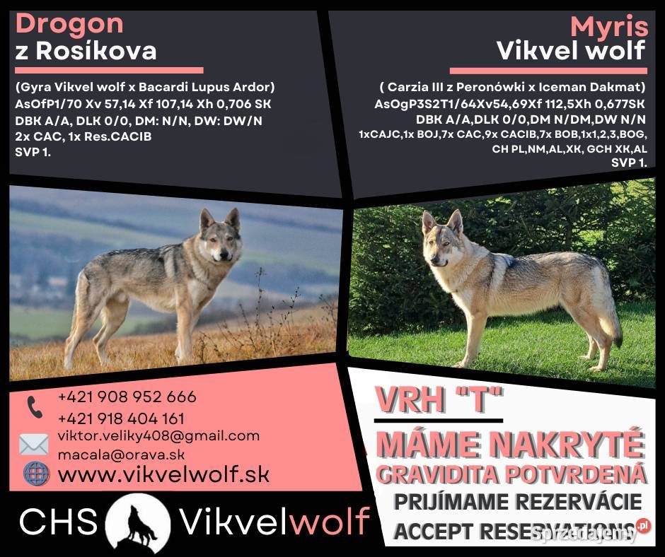 Na sprzedaż szczenięta wilczaka