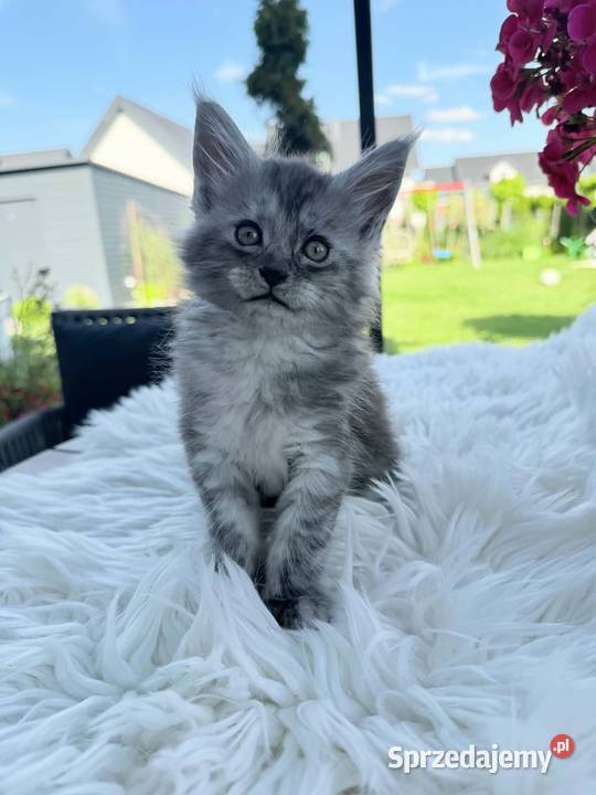 Asa koteczka Maine Coon Nowa Wieś Lęborska sprzedam