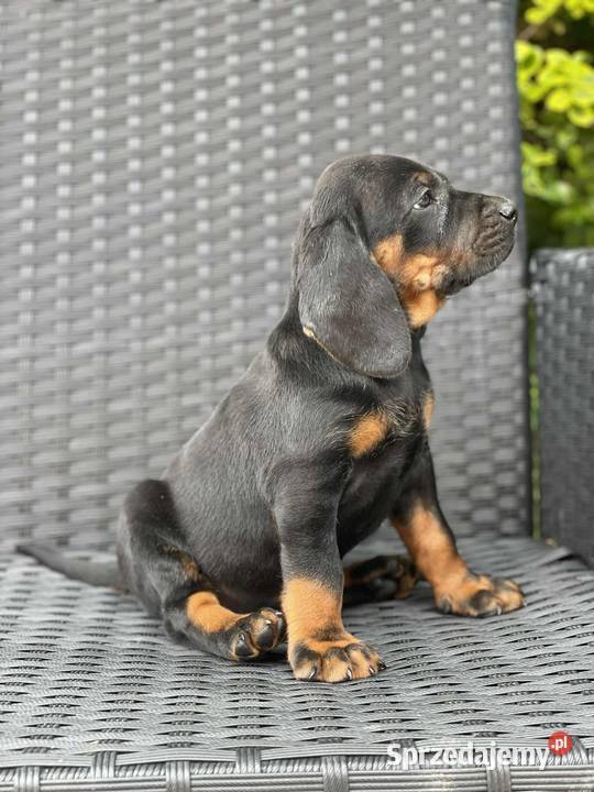 Szczeniaki Polski Gonczy małopolskie Wronowice